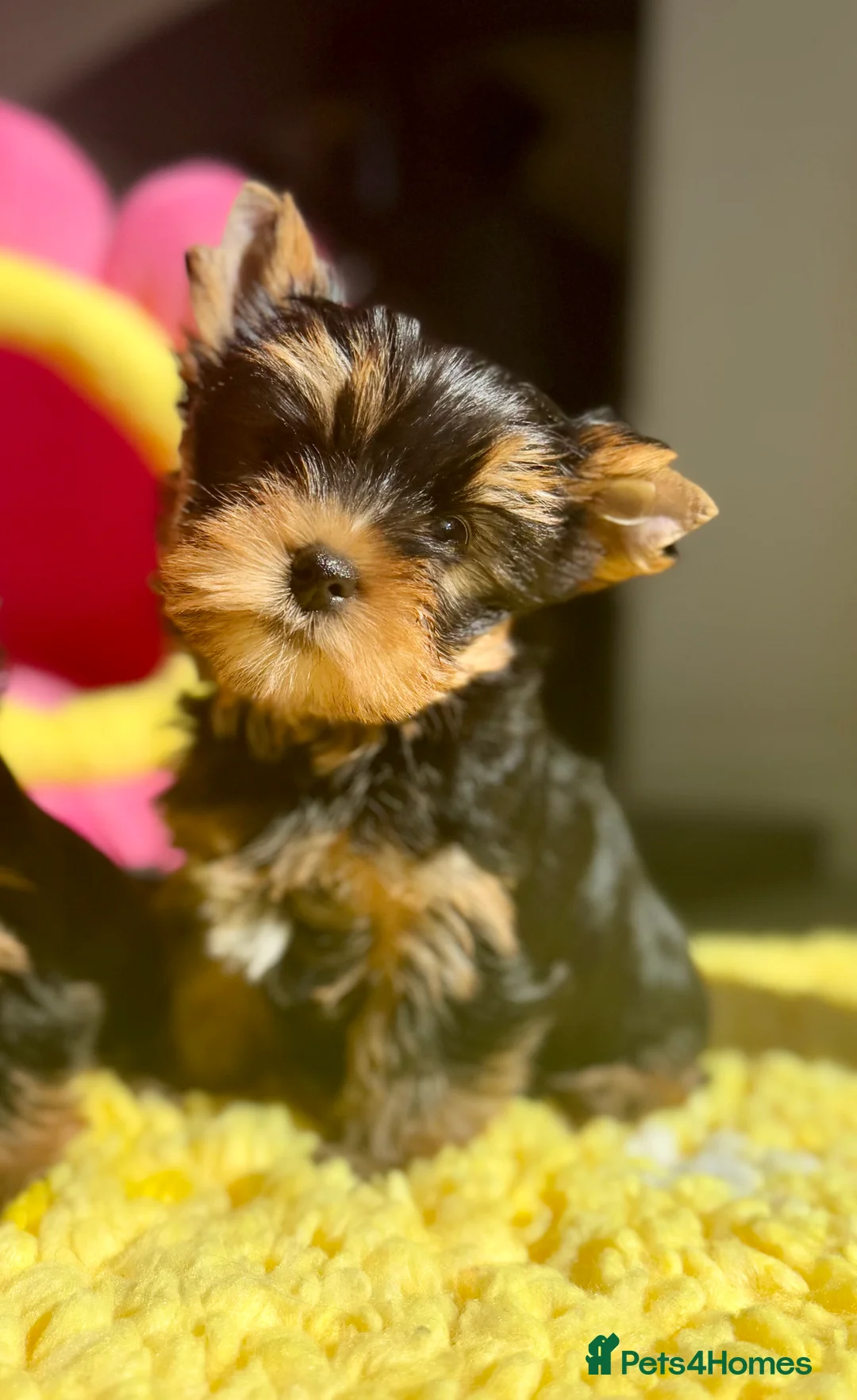 Yorkshire Terrier dogs for stud: Super small Yorkie with short muzzle DNA tested in Sheffield - Advert 31