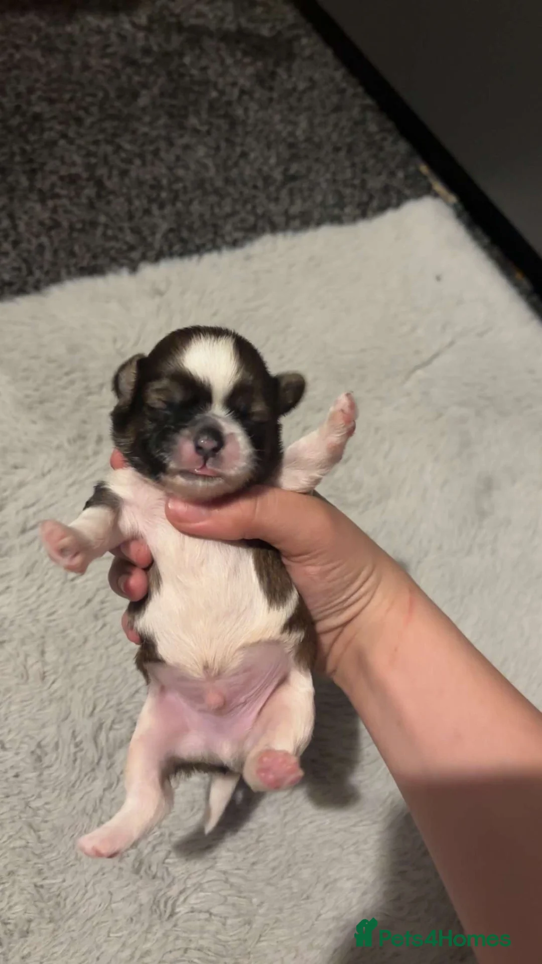Shih Tzu dogs for sale: 6 beautiful Shih Tzu puppies  - Advert 2