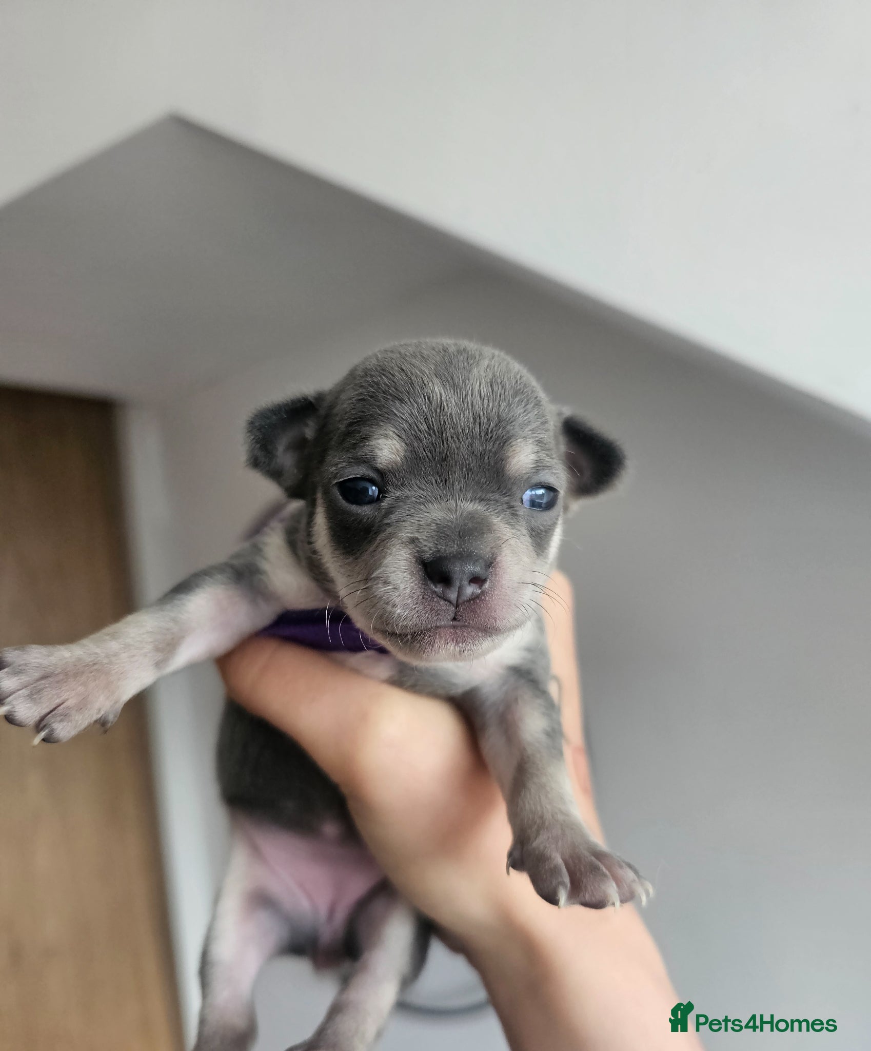 Chihuahua dogs for sale: Chihuahua puppies for sale - Advert 3