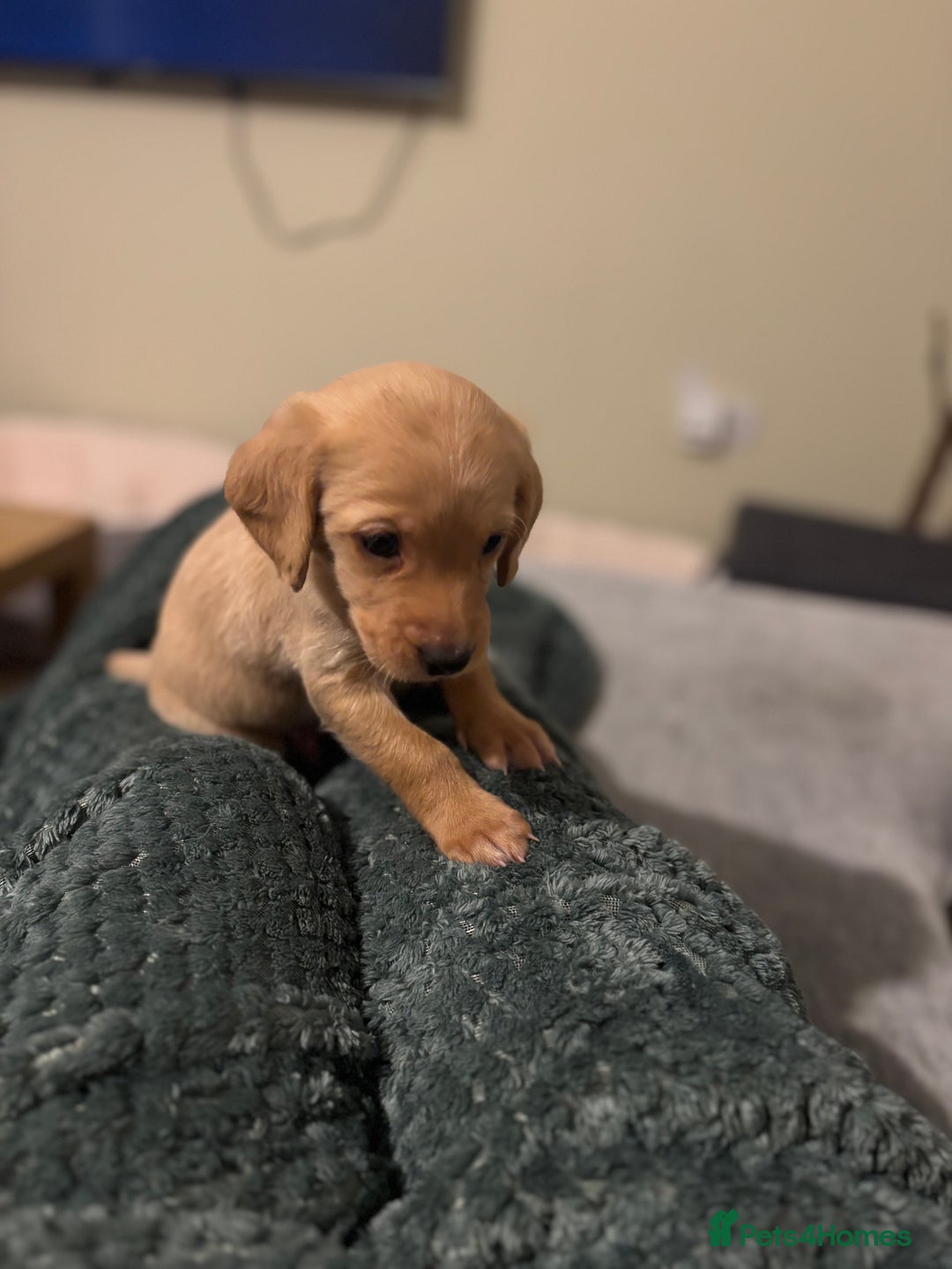 Mixed Breed dogs for sale: Lovely Cockapoo x miniature Labradoodle puppies!  - Advert 14