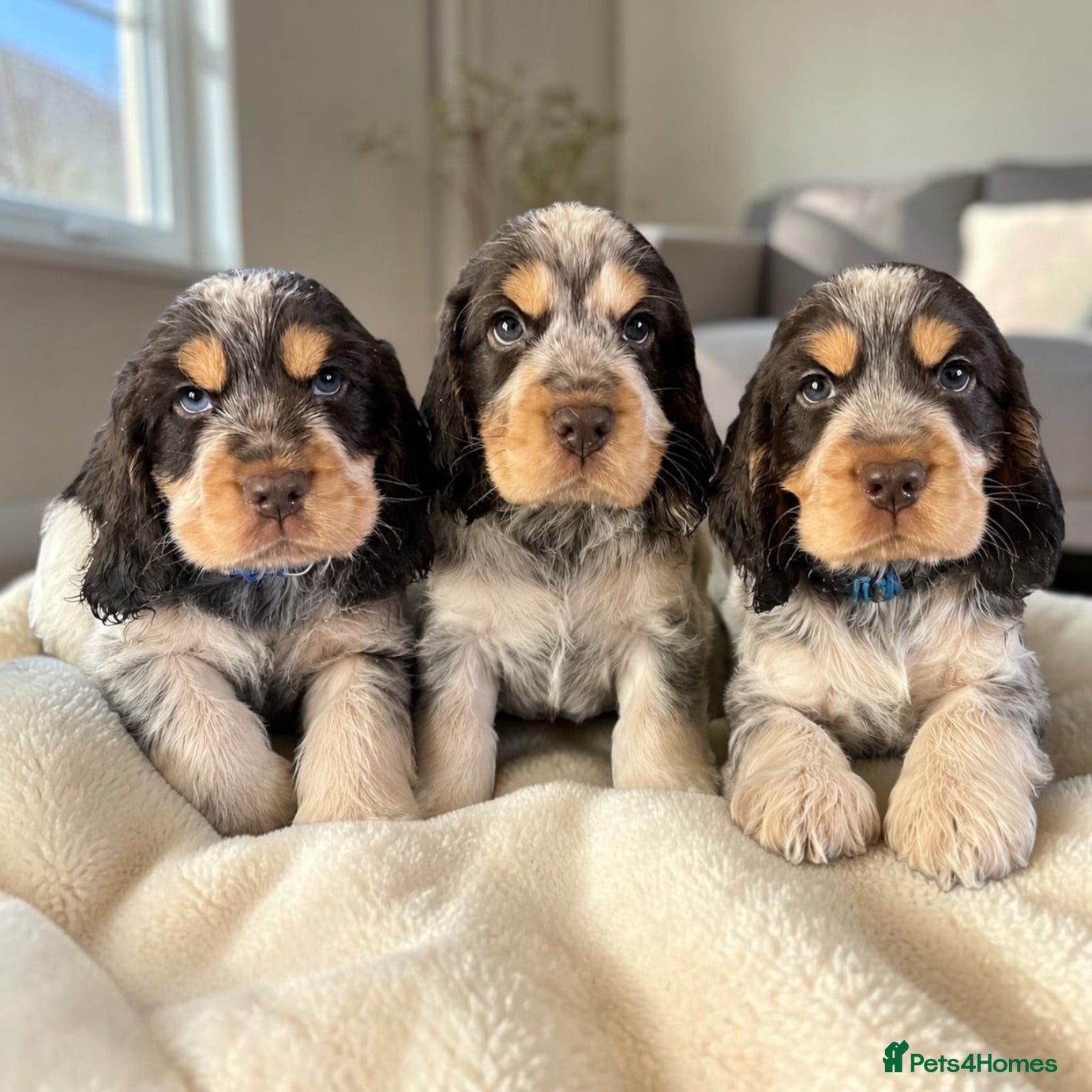 Cocker Spaniel dogs **LAST BOY LEFT Ready now! **Roan Cocker Spaniels - Advert 2