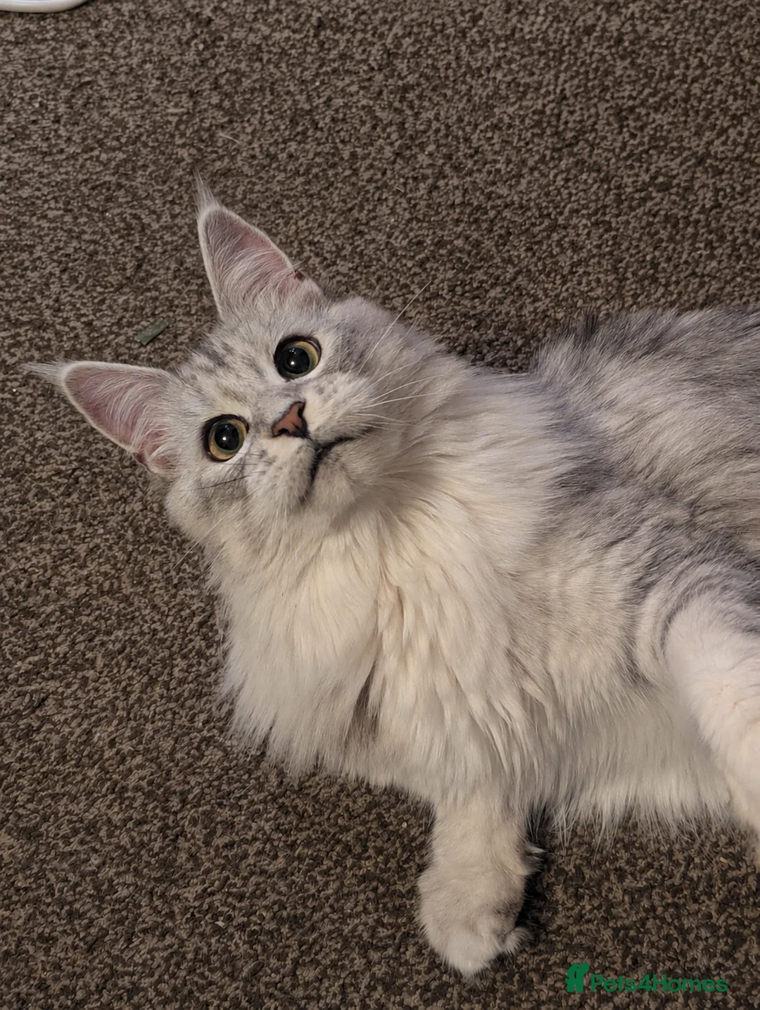Maine Coon cats for sale: TICA Black Silver Ticked Pedigree Main Coone - Advert 1