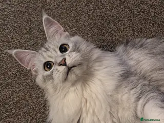 Maine Coon cats £1250 TICA RARE Black Silver Pedigree Main Coone - Advert 4