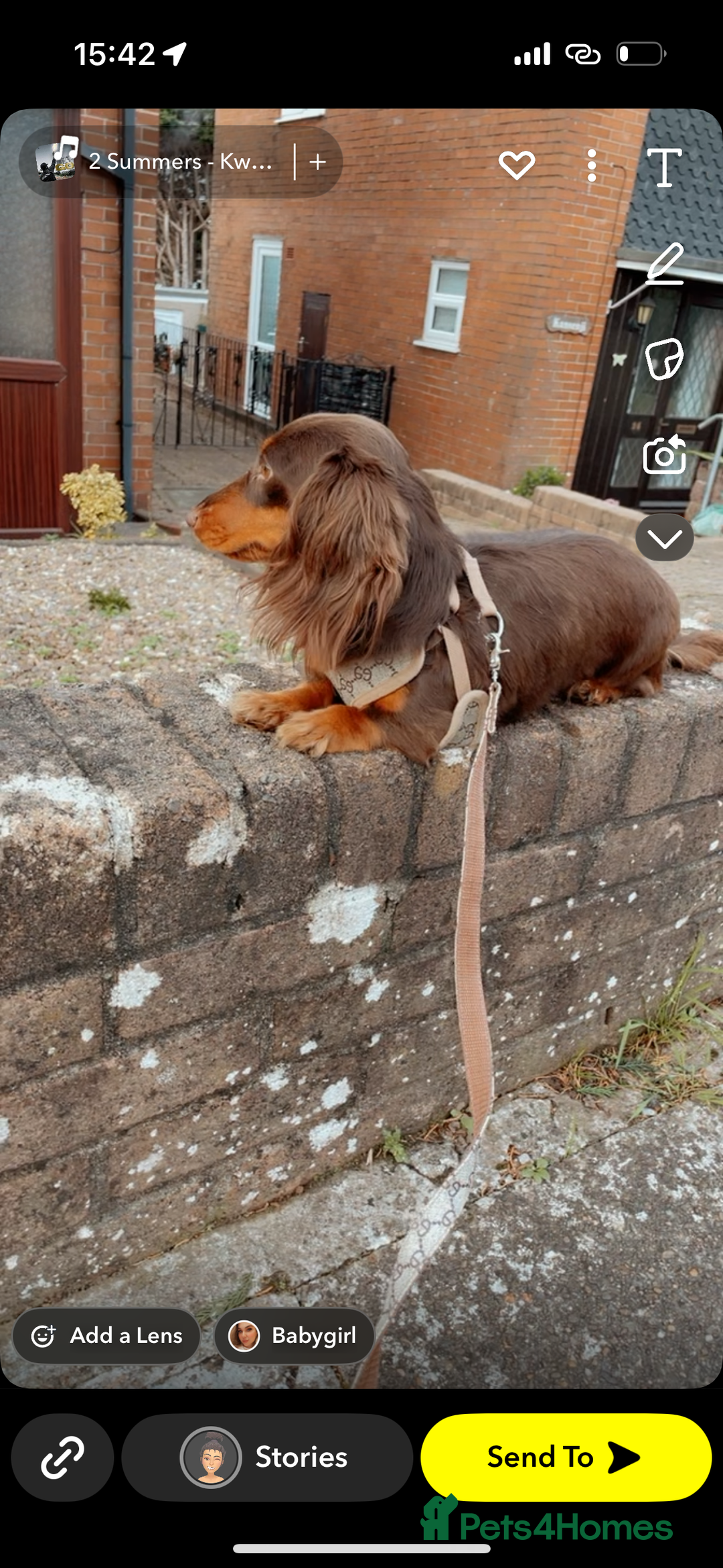 Miniature Dachshund dogs for sale: choc and tan long hair female  - Image 2