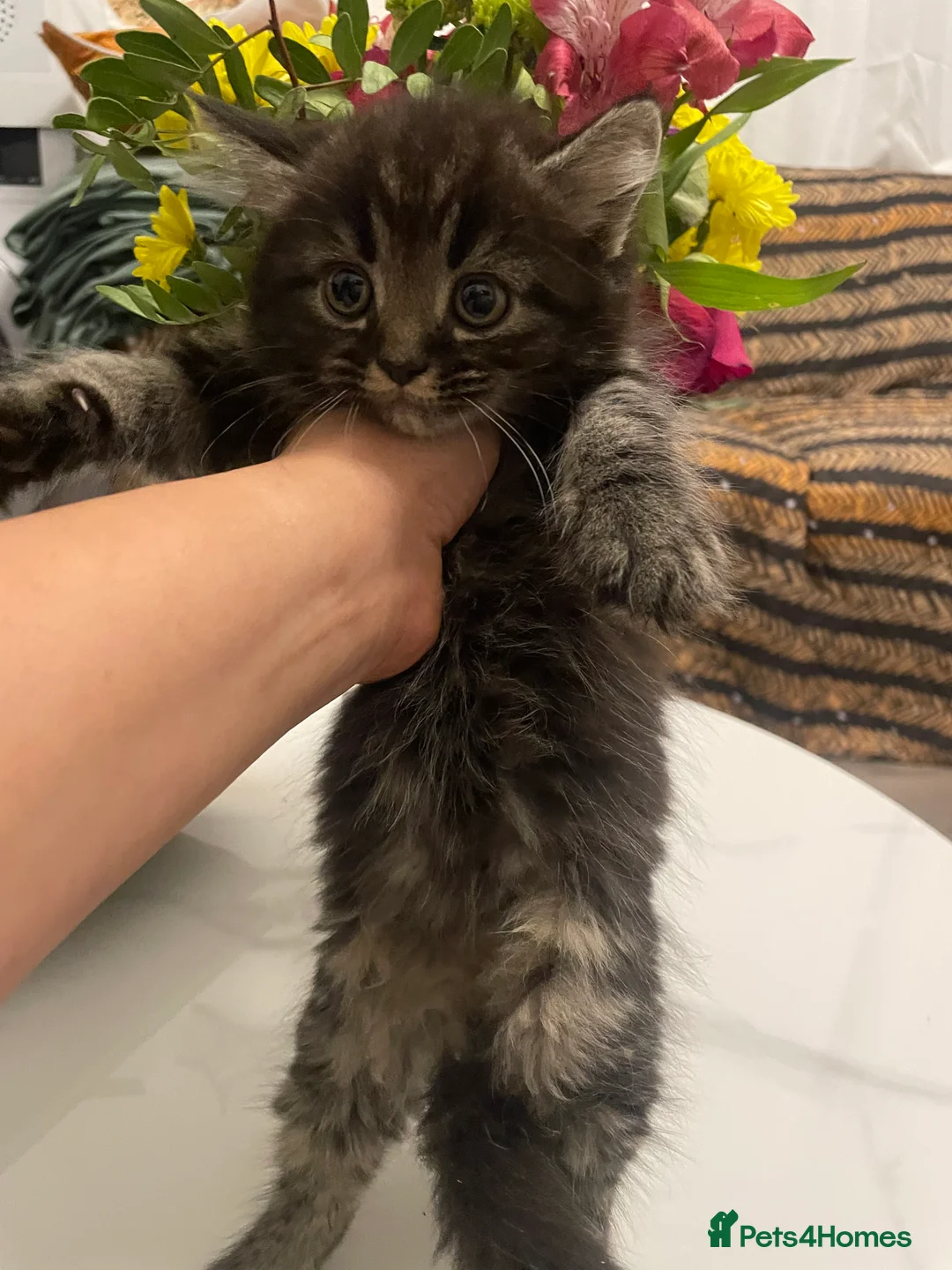 Mixed Breed cats for sale: Half Persian kittens for sale  - Advert 2