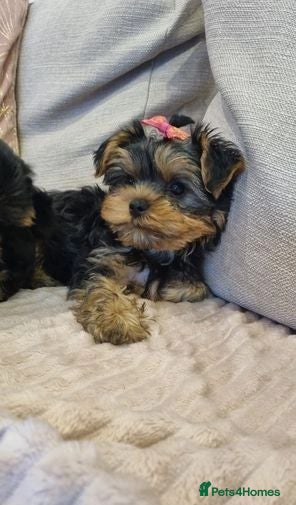 Yorkshire Terrier dogs Yorkshire Terrier puppies for sale - Advert 11