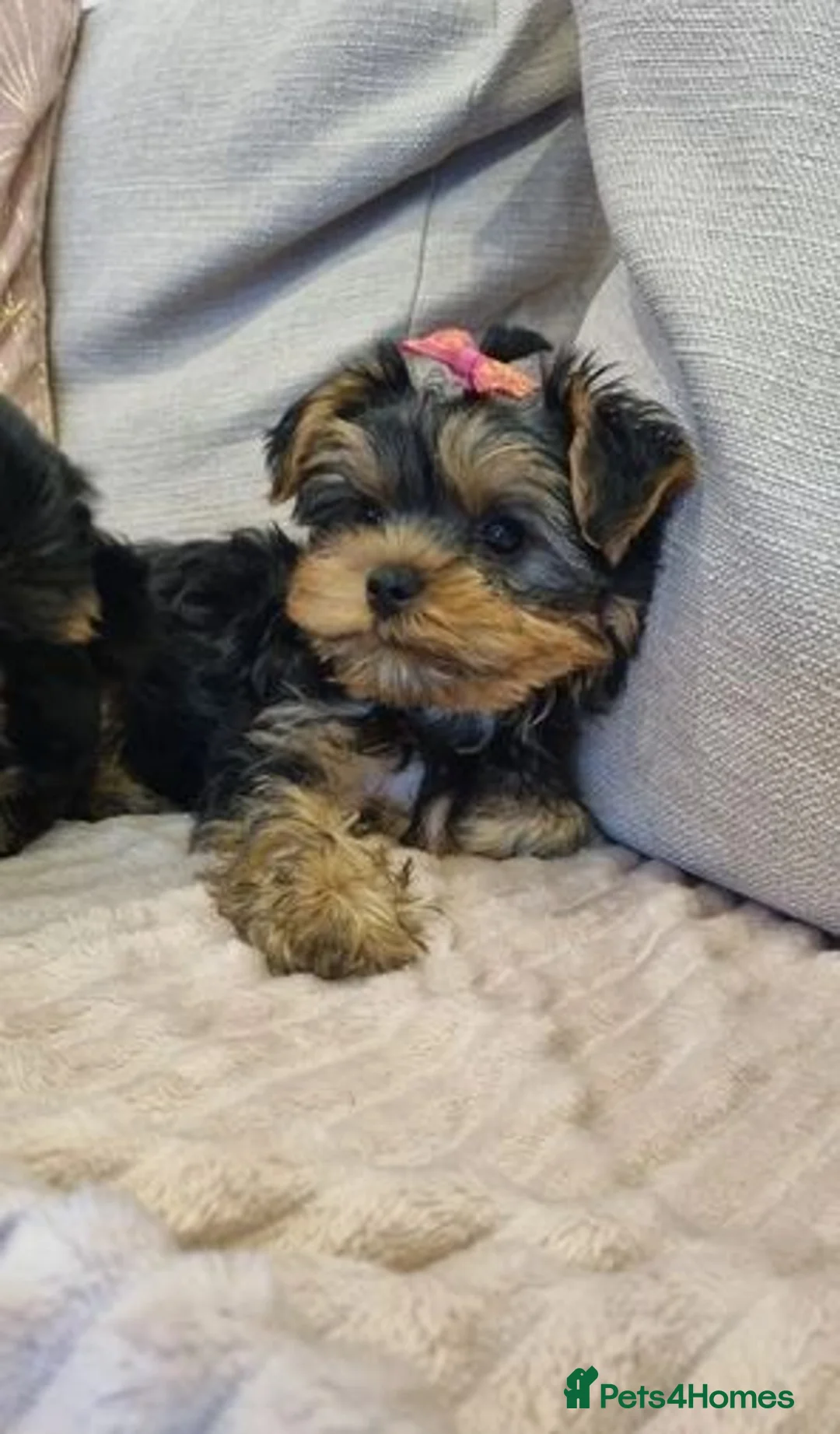 Yorkshire Terrier dogs for sale: Yorkshire Terrier puppies for sale in Hounslow - Advert 1