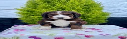 Bernedoodle dogs for sale: 2gorgeous medium size bernedoodle puppies  - Advert 15