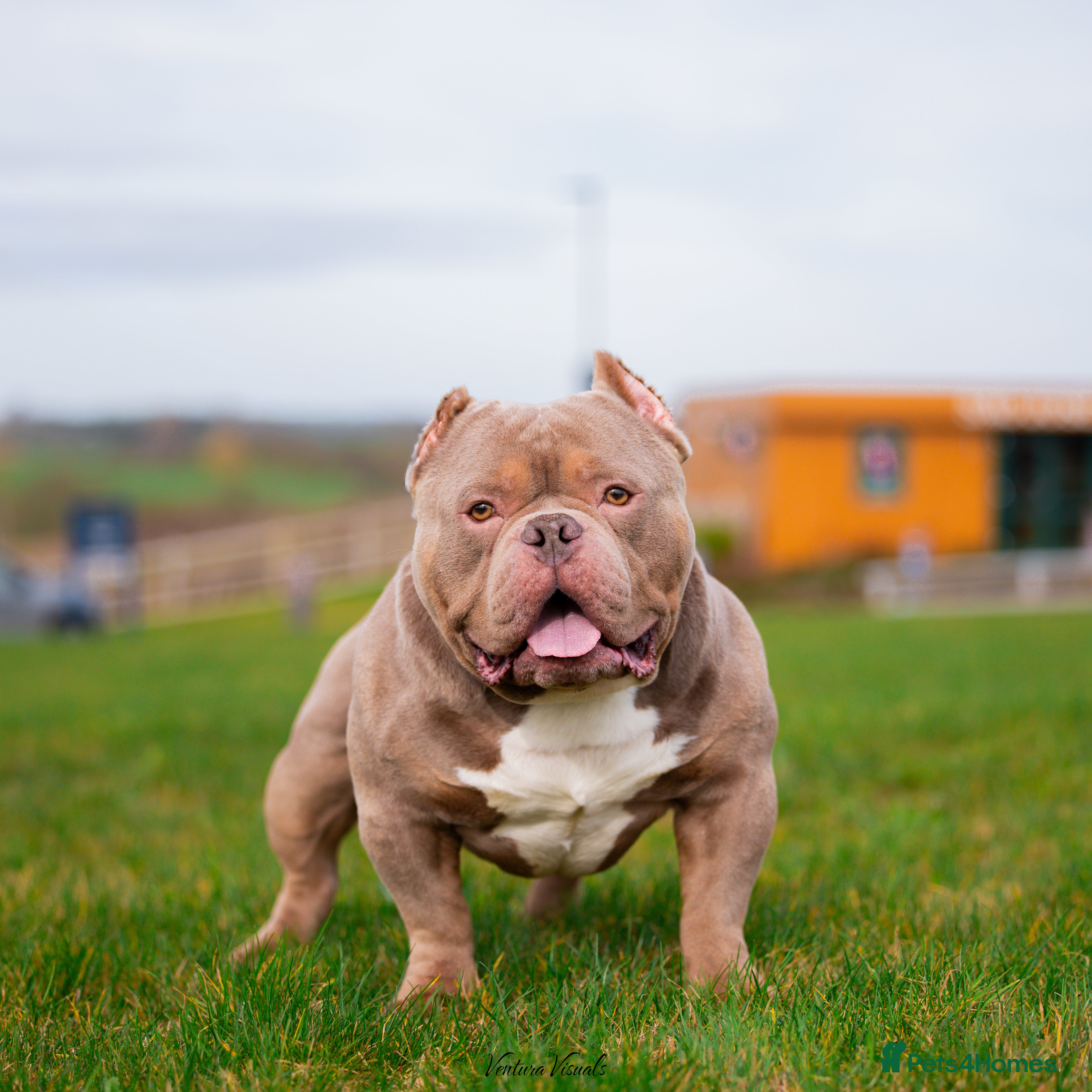 American Bully dogs Pocket Bully Stud in Bedford - Advert 16