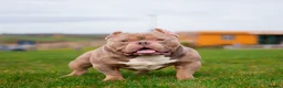 American Bully dogs for stud: Pocket Bully Stud in Bedford - Advert 1
