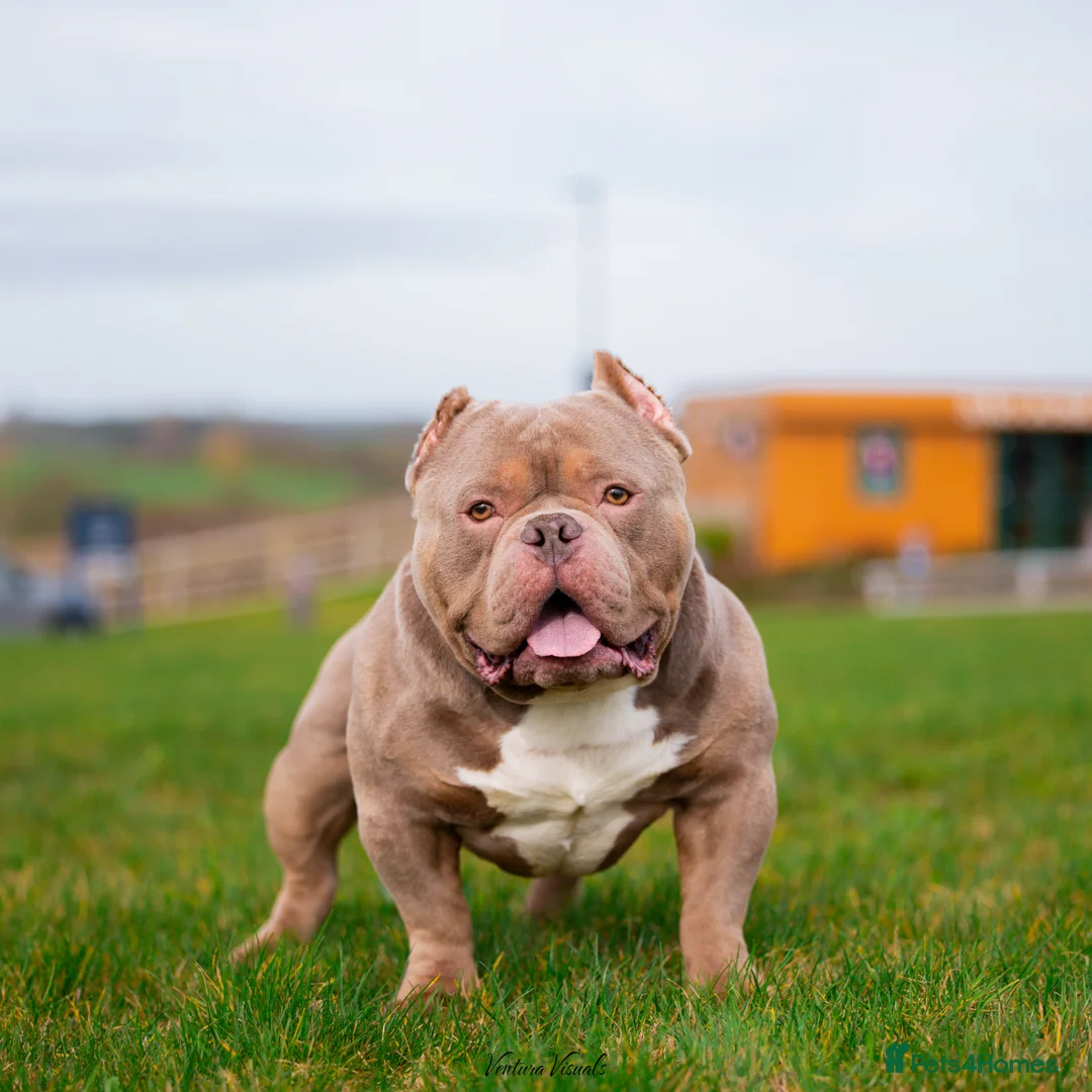 American Bully dogs for stud: Pocket Bully Stud in Bedford - Advert 1