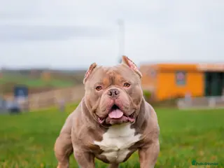 American Bully dogs Pocket Bully Stud in Bedford - Advert 16