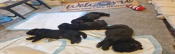 Newfoundland dogs for sale: KC Registered Black Newfoundland Puppies  - Advert 12