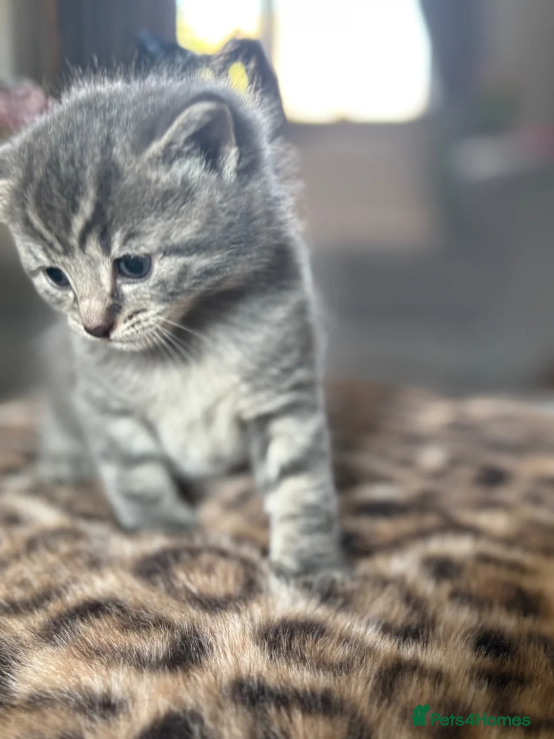 Mixed Breed cats for sale: Stunning grey mixed female  - Advert 6
