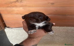 Cocker Spaniel dogs for sale: Cocker Spaniel Pups - Image 5
