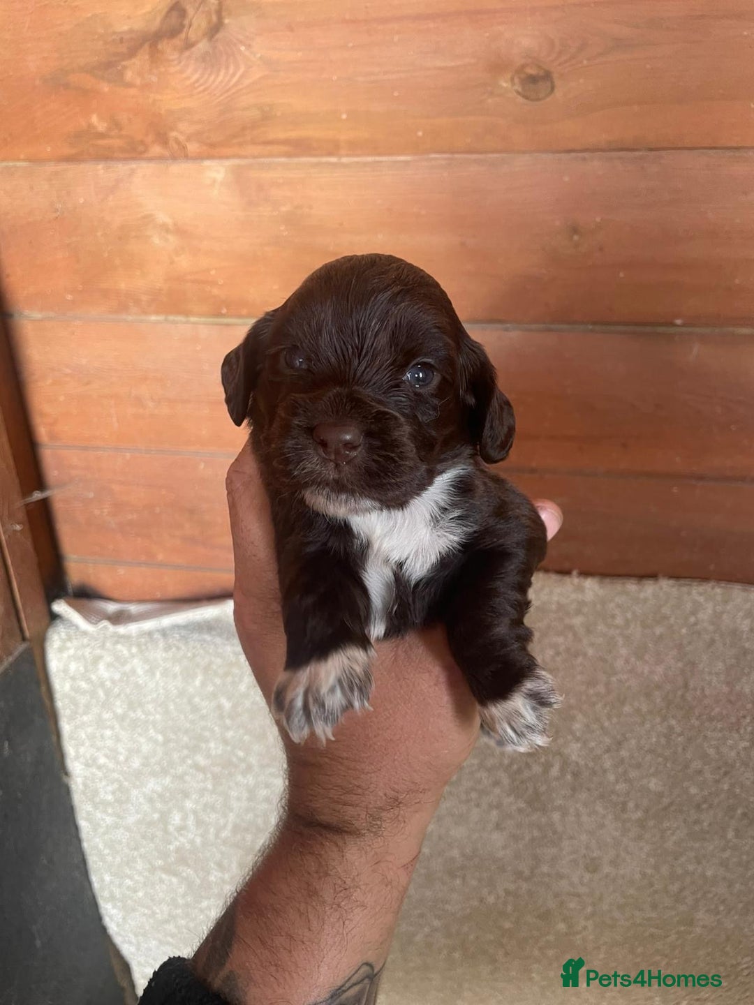 Cocker Spaniel dogs for sale: Cocker Spaniel Pups - Image 5