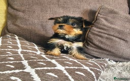 Yorkshire Terrier dogs for sale: Yorkshire Terrier - Image 2