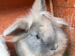Lionhead rabbits - Advert 21