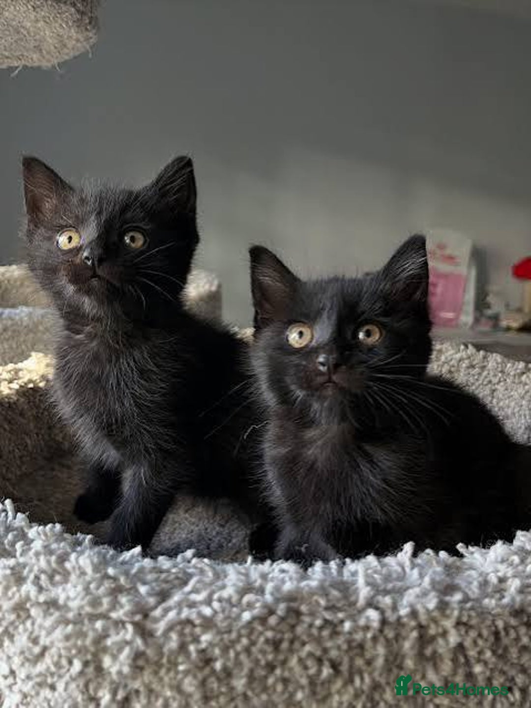 Mixed Breed cats for sale: Adorable kittens - Advert 7