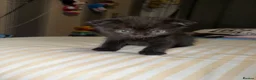 Mixed Breed cats for sale: RARE Gorgeous ScottishFold&British ShortHair  - Advert 31
