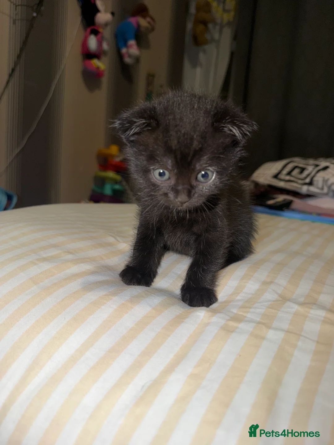 Mixed Breed cats for sale: RARE Gorgeous ScottishFold&British ShortHair  - Advert 31