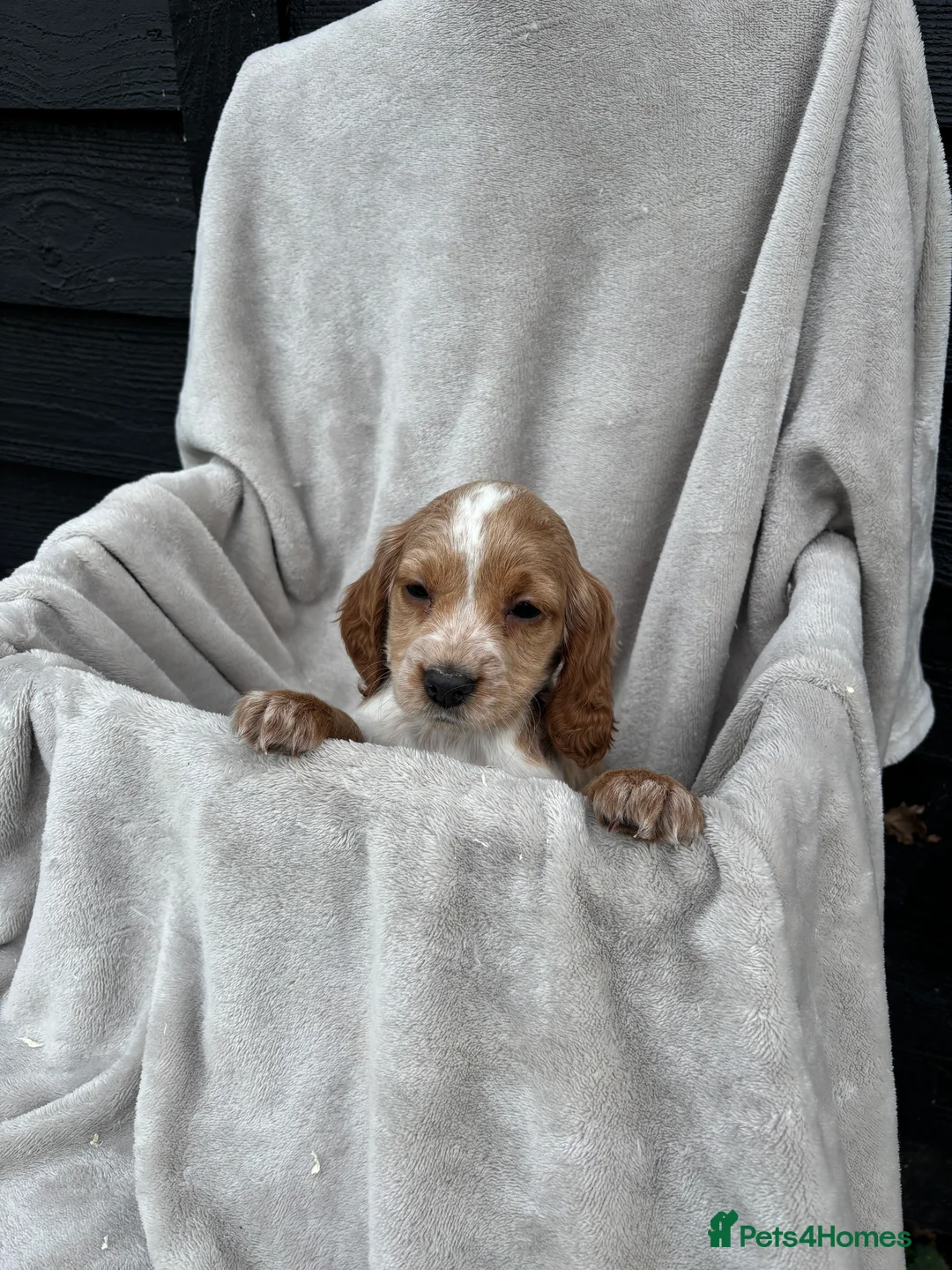 Cocker Spaniel dogs for sale: 5 beautiful kc reg cocker spaniel puppies  - Advert 4