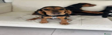 Speagle 2 Minnie