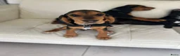 Bocker dogs for sale: Speagle Puppies in Warwick - Advert 2