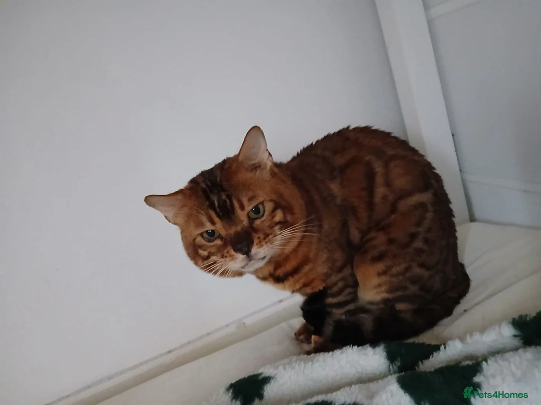 Bengal cats for sale: lovely boy looking for forever home max - Advert 2