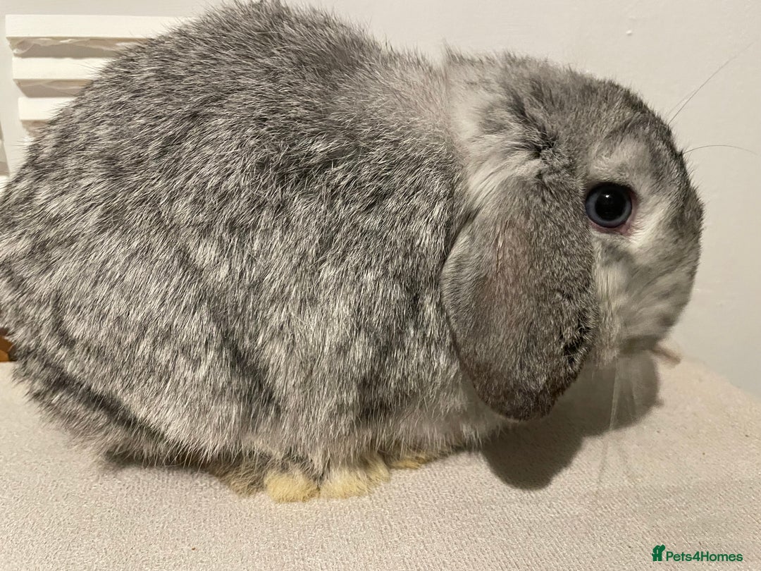 Mini Lop rabbits for sale: Pure Bred Mini Lops 🩵🩷 - Advert 5