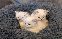 Ragdoll cats for sale: Ragdoll X Siberian X Himalyan - kittens  - Image 5