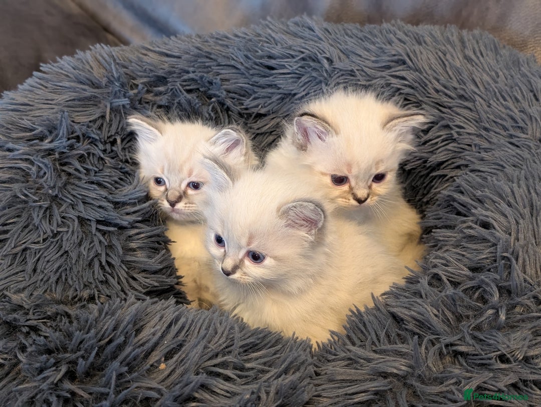 Ragdoll cats for sale: Ragdoll X Siberian X Himalyan - kittens  - Image 5