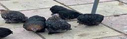 Chickens poultry for sale: 11 female point of lay Pekin for sales  - Advert 10