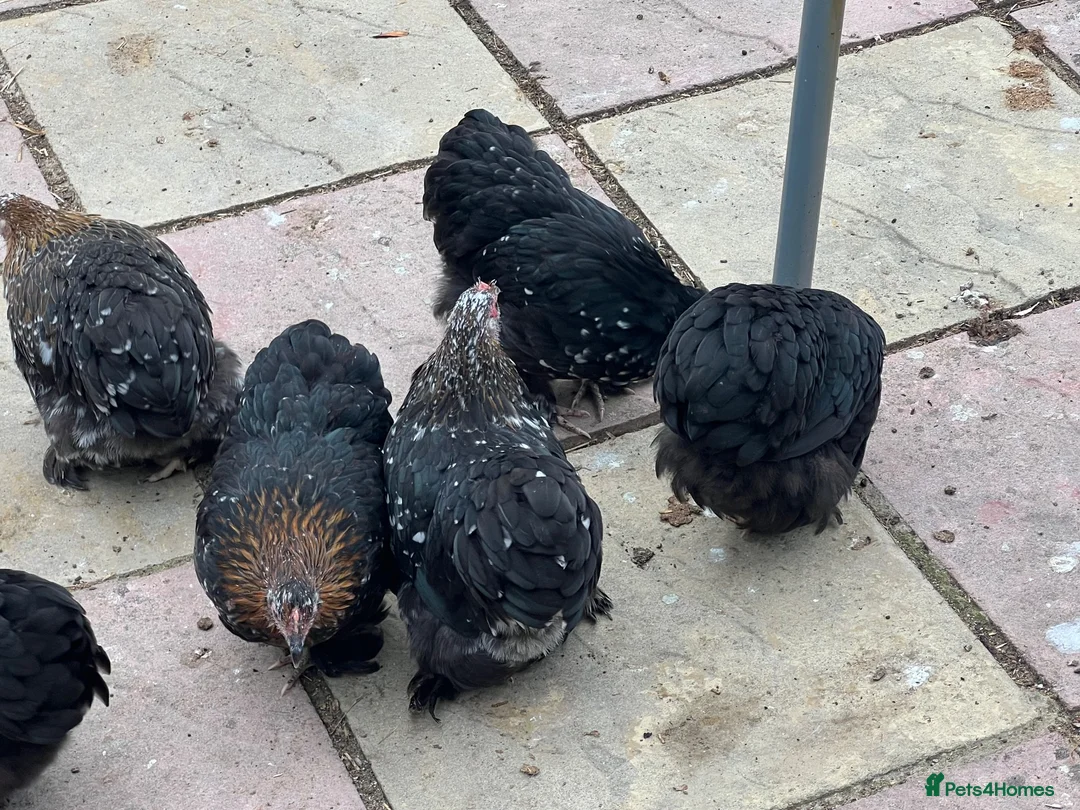 Chickens poultry for sale: 11 female point of lay Pekin for sales  - Advert 10