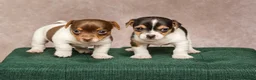 Jack Russell dogs for sale: Small Jack Russell pup available  - Advert 4