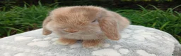 Mini Lop rabbits for sale: Stunning pure bred mini lop male baby rabbits RTR - Advert 2