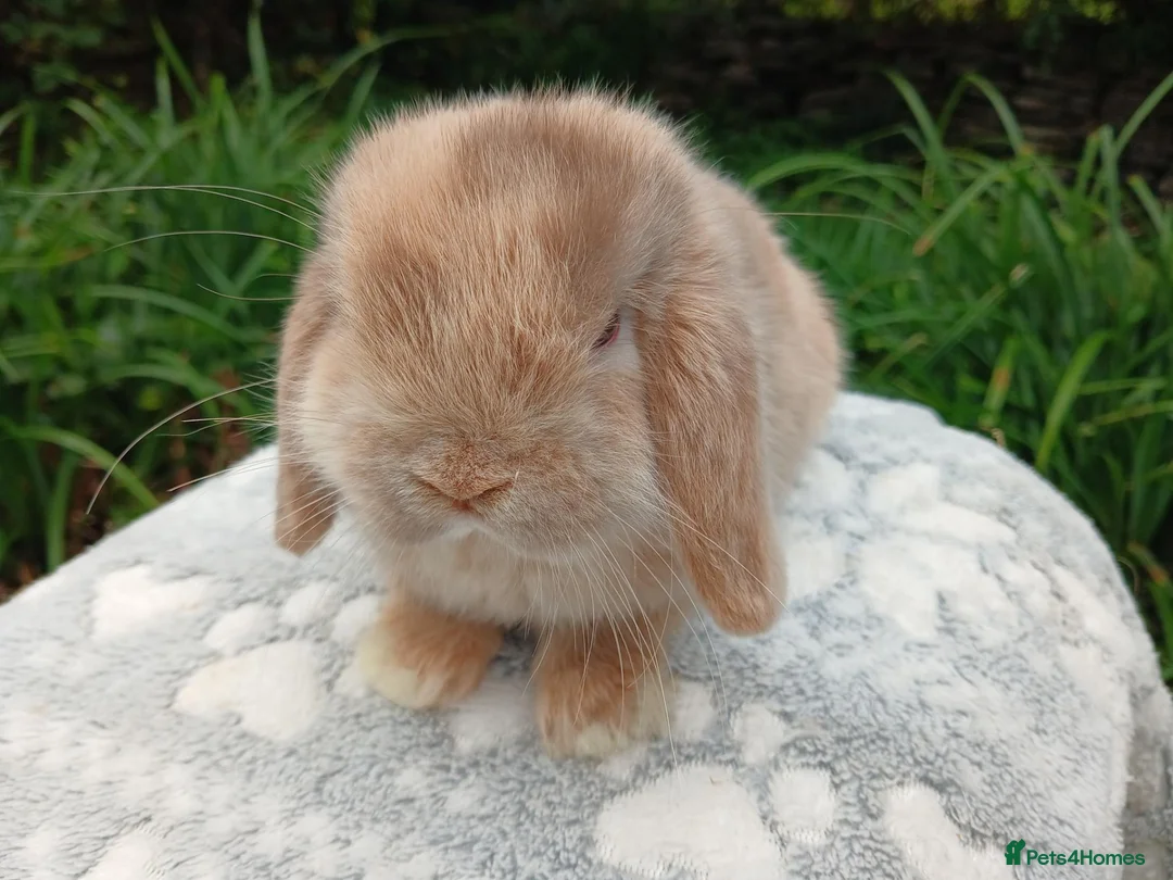Mini Lop rabbits for sale: Stunning pure bred mini lop male baby rabbits RTR - Advert 2