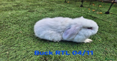 Mini Lop rabbits - Advert 9