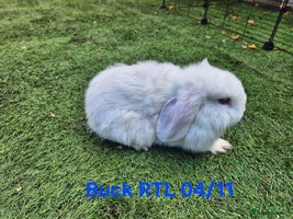 Mini Lop rabbits - Advert 7