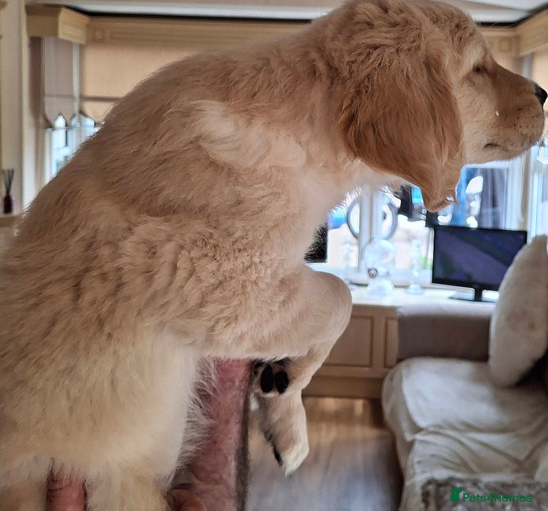 Golden Retriever dogs for sale: Golden Retreiver Puppies  - Image 11