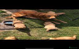 Golden Retriever dogs for sale: Beautiful Health Tested Puppies  - Image 5