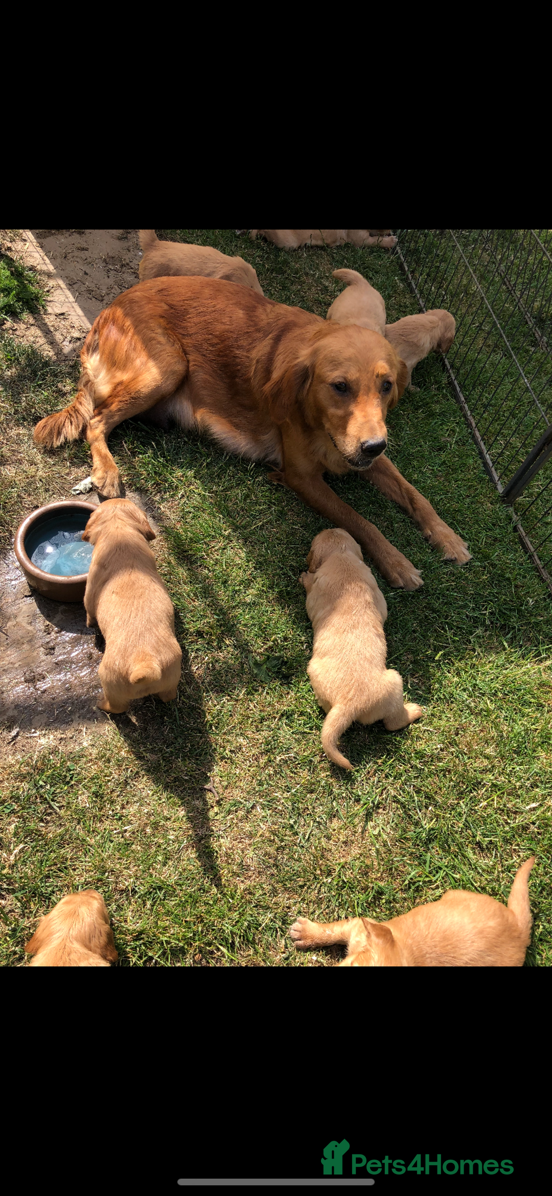 Golden Retriever dogs for sale: Beautiful Health Tested Puppies  - Image 5