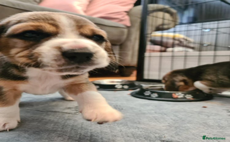 Beagle dogs - Advert 15