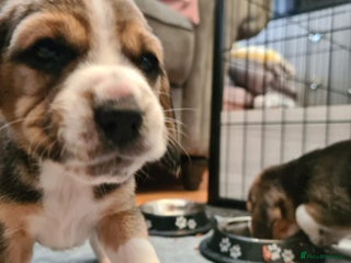 Beagle dogs for sale - Advert 1