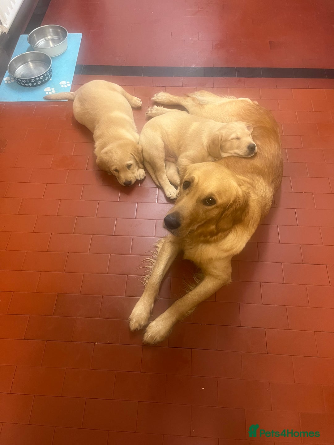 Goldador dogs for sale: 2 Golden Labrador male Pups  - Advert 3