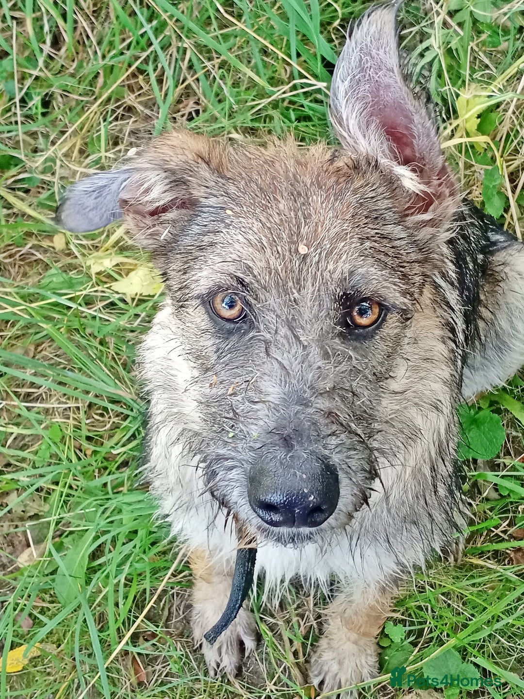 Border Terrier dogs for adoption: Berta – The Little Fighter Who Refused to Give Up - Advert 4