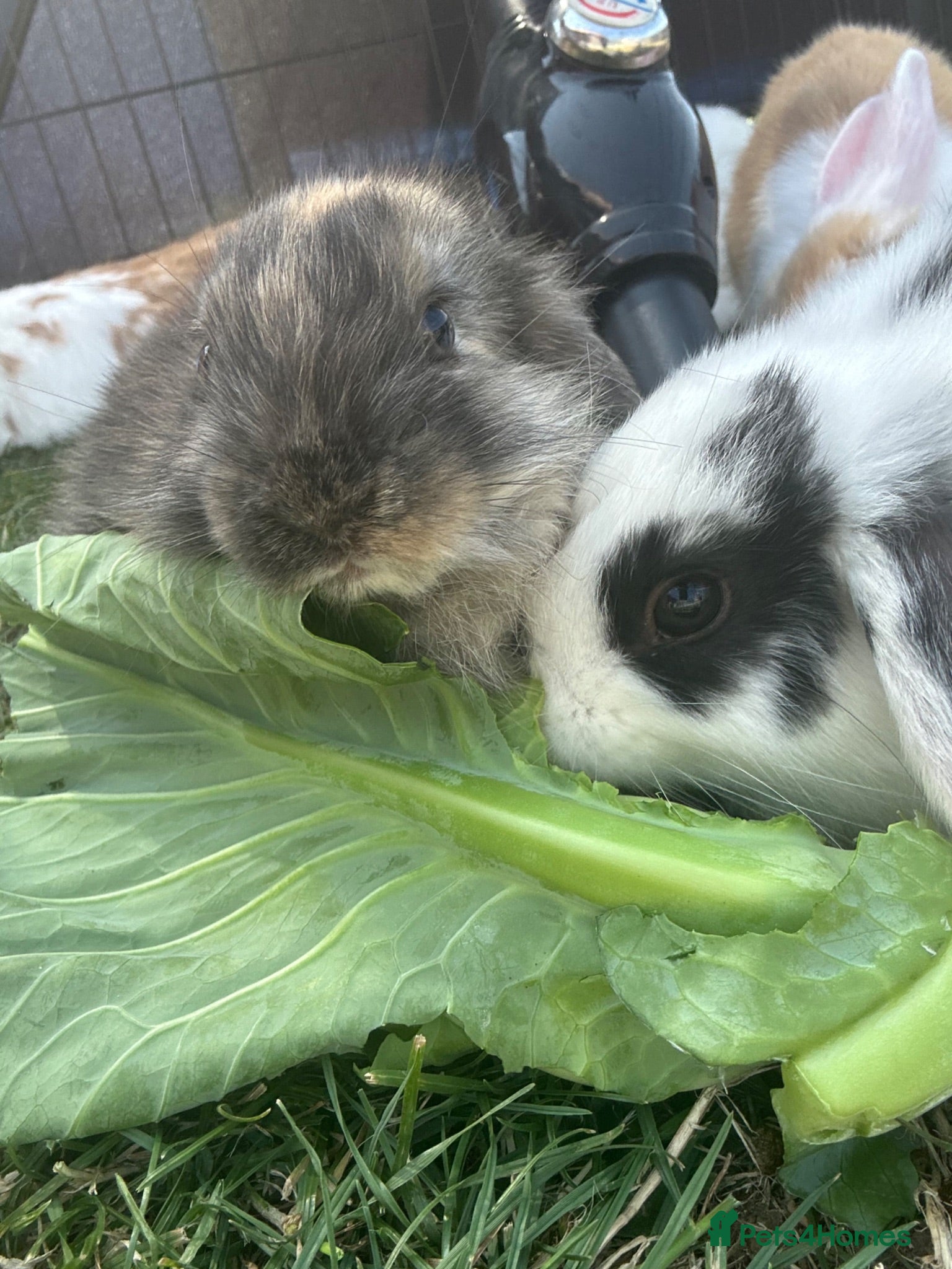 Mini Lop rabbits Beautiful French-mini lops *1 left* - Advert 1