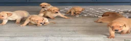 Labrador Retriever dogs for sale: Labrador retriever puppies for sale  - Advert 5