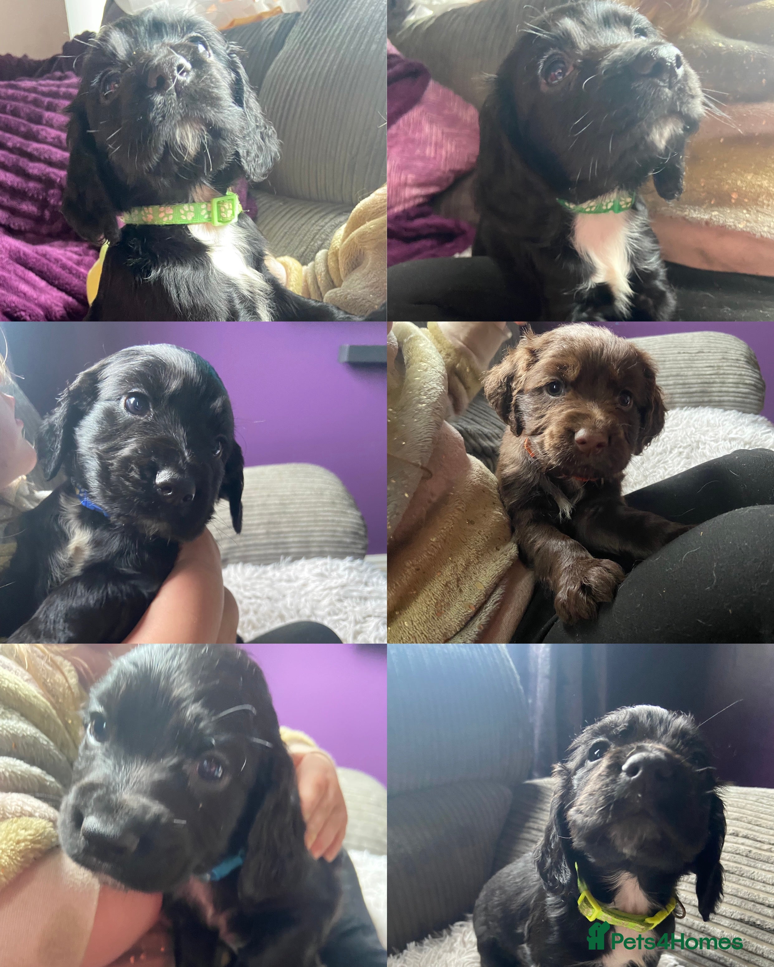 Cocker Spaniel dogs Beautiful working cocker spaniel pup - Advert 15