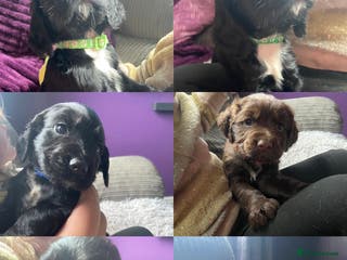 Cocker Spaniel dogs Beautiful working cocker spaniel pup - Advert 15